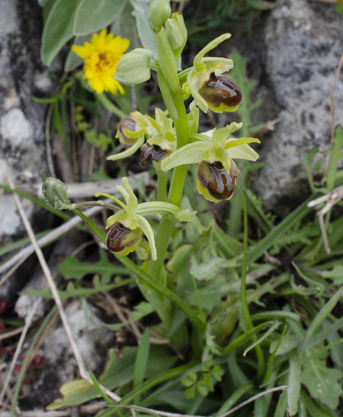 Habitus